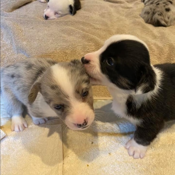 Meet your Posher, Deborah - Picture 5 of 6